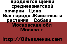 продаются щенки среднеазиатской овчарки › Цена ­ 30 000 - Все города Животные и растения » Собаки   . Московская обл.,Москва г.